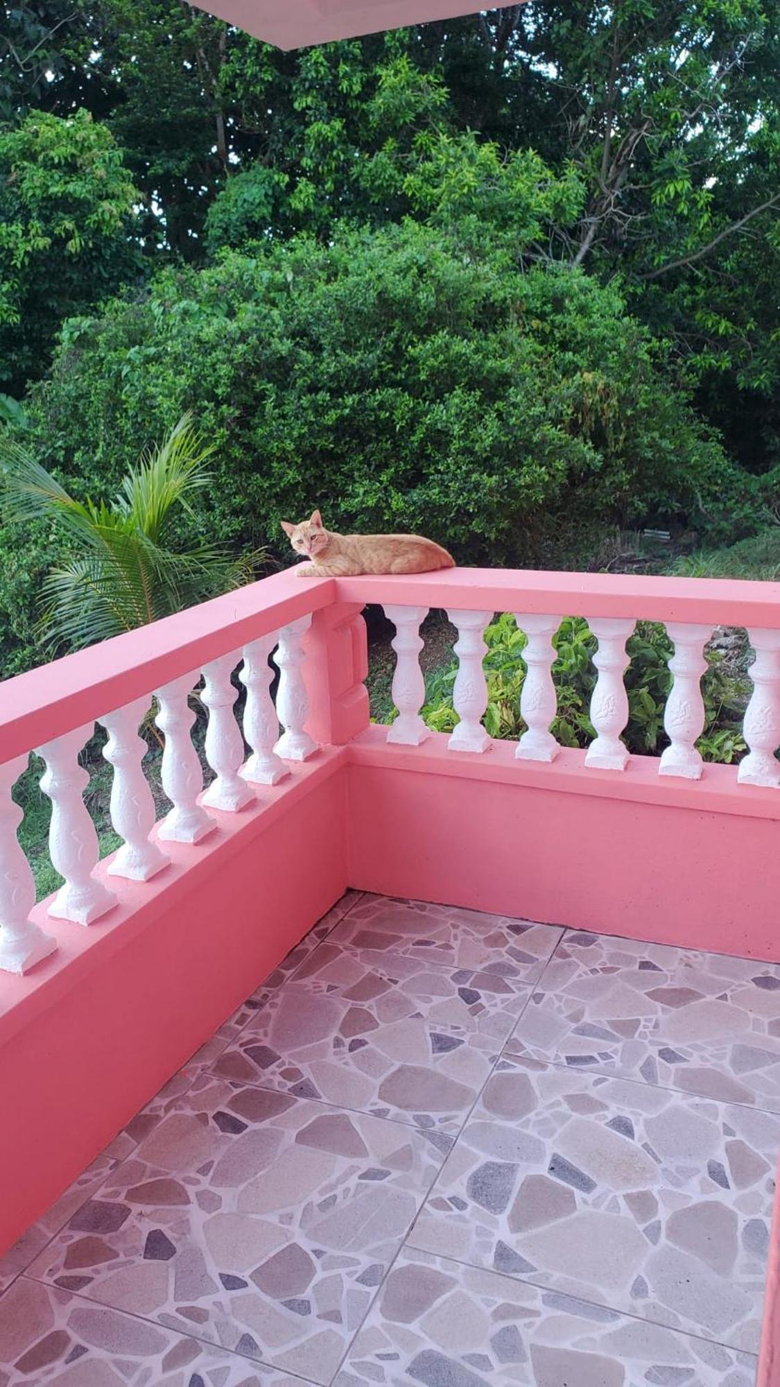 Natrue'S Haven Bed and Breakfast Marigot Exteriör bild